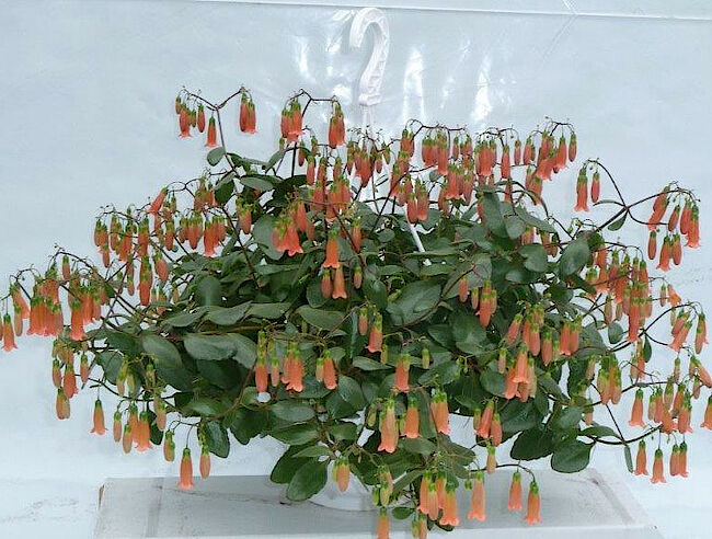 Image right